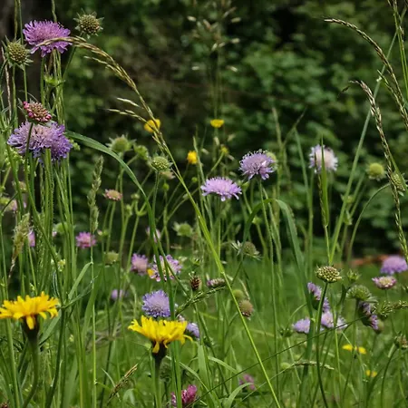 Casa de Campo Schwarzwald Escape Gorwihl