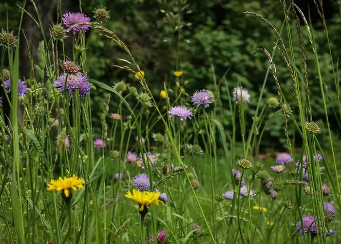 בית כפרי Schwarzwald Escape Gorwihl